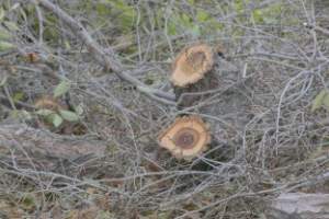 Аварийные деревья спилили в нескольких кварталах Астрахани
