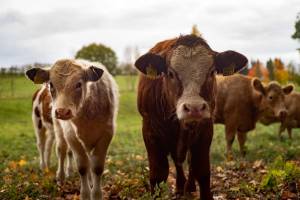 Видео с коровами взбудоражило астраханцев