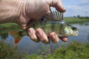 В Астраханской области поймали потенциально опасную рыбу