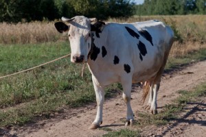 В Астрахани нашли хозяйку гуляющих возле администрации коров