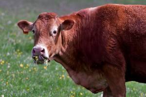 В Астрахани нашли хозяйку коров, взорвавших сеть