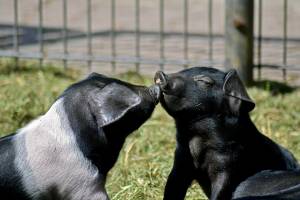 Как поживает самая знаменитая астраханская свинка, которую сдали в зоопарк