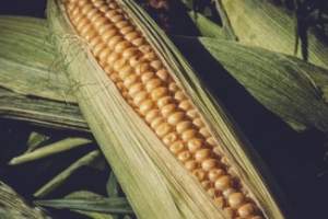 Сотни тонн “опасной кукурузы” едва не попали в Астраханскую область
