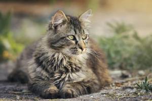Астрахань обогнала другие российские города в любви к кошкам