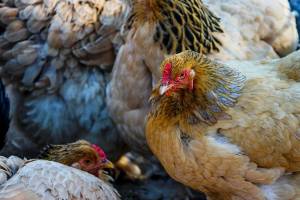 Астраханскую птицефабрику наказали за рискованный корм