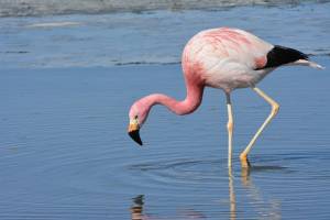 Чудеса случаются: в Астраханскую область прилетел фламинго