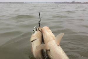 Что происходит с астраханской рыбалкой