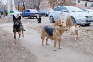 Собаки страшные: астраханцы готовы объявить войну уличным стаям