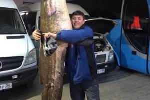 В Астрахани поймали нереально огромную рыбу