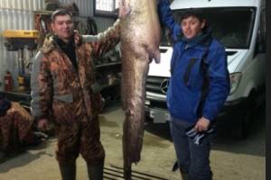 Пойманная в Астрахани рыба-гигант оказалась с печальной историей