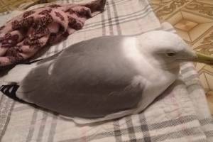 В Астрахани травмированная чайка решила отлежаться в доме у людей