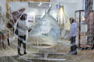 Многометровый монстр: в Астрахани показали рыбину, поражающую воображение