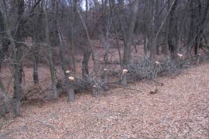 Астраханцев, спиливших более 100 деревьев, взяли под домашний арест