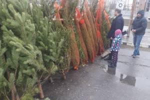 Живые елки начали продавать в Астрахани: во сколько обойдутся зеленые красавицы