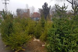 В Астрахани живые елки продают с нарушениями