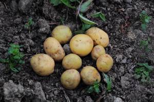 «Глазками вверх»: как вырастить ранний картофель