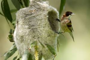 Гнездо маленькой птички из Астрахани попало в Дарвиновский музей