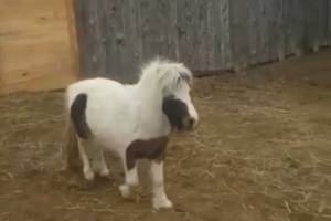 Необычная лошадка появилась в астраханском зоопарке
