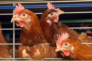 Белоруссия запретила ввоз мяса птицы из Астрахани