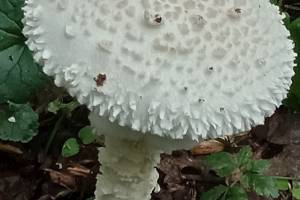 Редкие грибы находят в Волго-Ахтубинской пойме