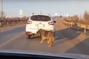 Астраханские соцсети всполошило видео с собакой, привязанной к двигающейся машине