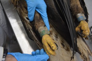 Астраханский орлан погиб от удара током