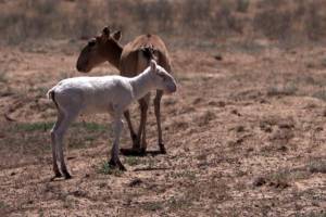 Шесть тысяч сайгаков: в Астраханской области возьмутся за увеличение популяции реликтовой антилопы