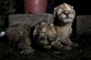 В Астраханском зоопарке львица родила тройню