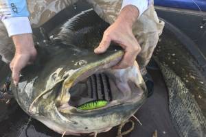 Сразу трех огромных рыбин поймали под Астраханью: рыбаки рассказали о нереальном улове