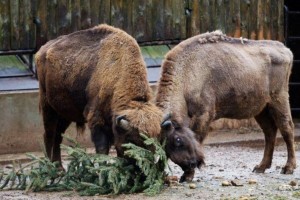 Астраханцы могут обменять свои использованные новогодние ели на билет в зоопарк
