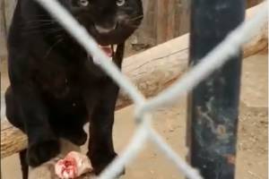 Черная пантера бросилась на директора зоопарка — видео