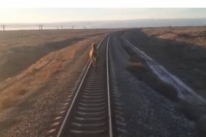 Упорный верблюд, бегущий впереди поезда, попал на видео