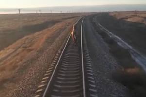 Подробности происшествия с настырным верблюдом, бежавшим впереди поезда в Астраханской области