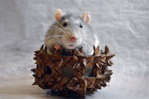 Его звали Вася: трогательная история преданной крысы