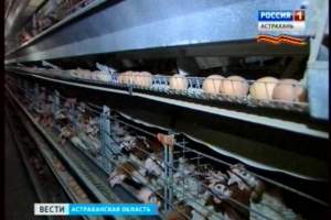 Астраханским птицефабрикам запретили экспорт продукции в Белоруссию
