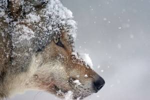 Чесоточные волки и брачные игры зайцев не по графику: что влияет на астраханскую дикую природу