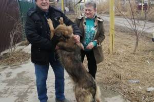 В Астрахани потерявшаяся в Новый год собака нашла хозяев спустя почти 20 дней