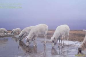 Белые и пушистые: видео с антилопами принесло Астрахани славу