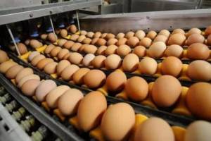 В Астраханской области стали производить больше яиц