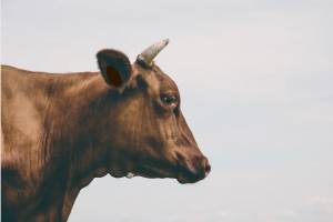Корова покалечила 30-летнего водителя фуры под Астраханью