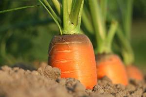 Как спасти морковь от сорняков?