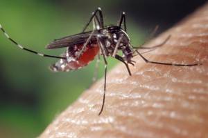 Из-за теплой зимы в РФ могут исчезнуть комары