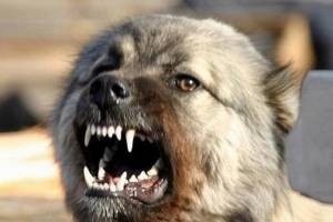 В Астрахани агрессивные псы набросились и покусали парня — соцсети
