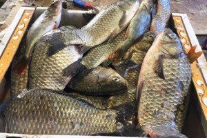 В Астрахани изъяли полтонны опасной рыбы