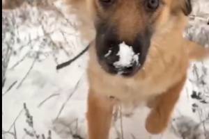 Немая собака с астраханских Больших Исад нашла свое счастье в снежных краях