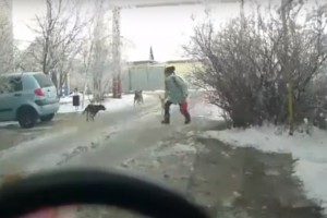 В Ахтубинске момент нападения собак на ребенка попал на видеокамеру