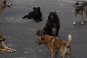 Свора бродячих собак в Астрахани напала на школьника