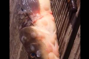 Жутковатую рыбу запечатлели на видео в Астрахани