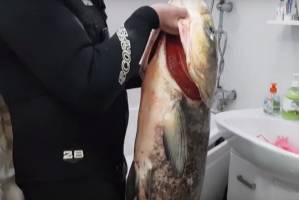 На видео попала охота за стаей огромных рыб в центре Астрахани и загадочные обитатели утопленных шин