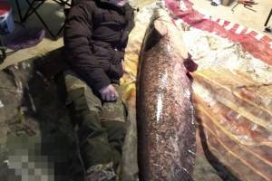В Астрахани поймали сома длиной в человеческий рост